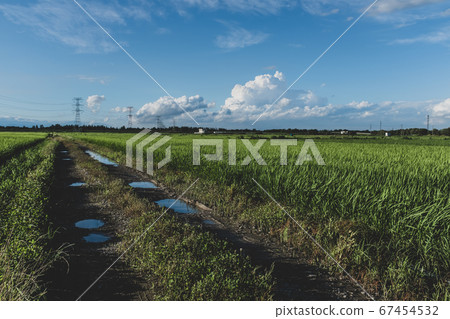 Rural area in the evening in summer Growing rice fields and puddle of farm road Cumulonimbus and background of power transmission tower Film style 1 67454532