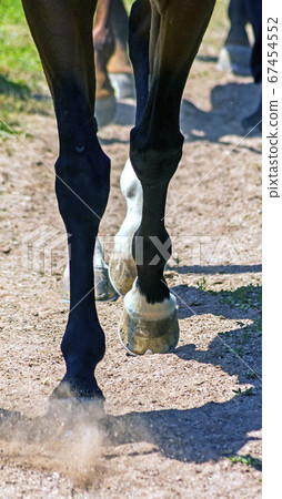 Horse Feet closeup. Horse Feet closeup. 67454552