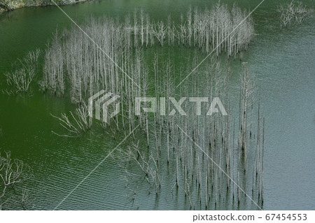 Niigata City Yunishigawa Lake withered submerged forest Niigata City Yunishigawa Lake withered submerged forest 67454553