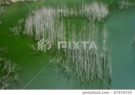 Niigata City Yunishigawa Lake withered submerged forest Niigata City Yunishigawa Lake withered submerged forest 67454554