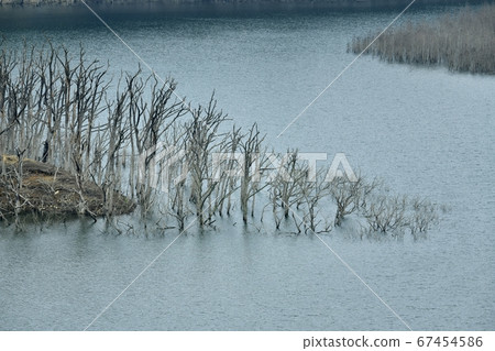 Niigata City Yunishigawa Lake withered submerged forest Niigata City Yunishigawa Lake withered submerged forest 67454586