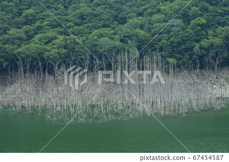 Niigata City Yunishigawa Lake withered submerged forest Niigata City Yunishigawa Lake withered submerged forest 67454587