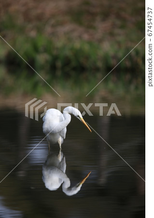 Heron Heron 67454737