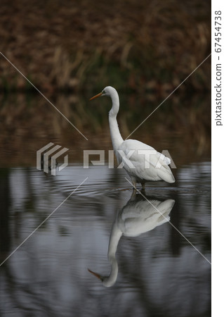 Heron Heron 67454738