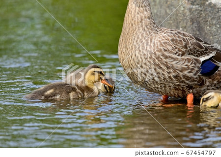 Young ducklings playing near their mother Young ducklings playing near their mother 67454797