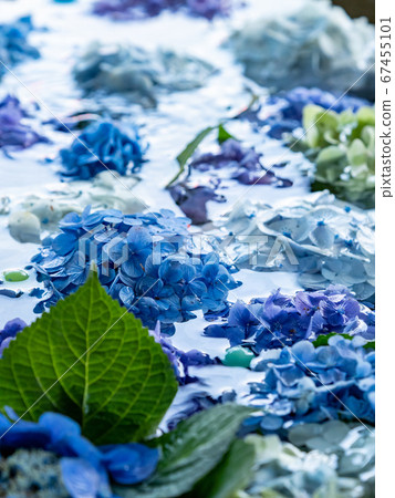 美麗的初夏特徵繡球花水 67455101