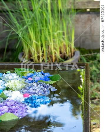 A beautiful early summer feature Hydrangea flower water 67455102