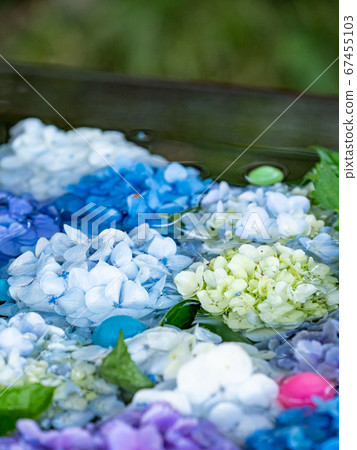 A beautiful early summer feature Hydrangea flower water 67455103