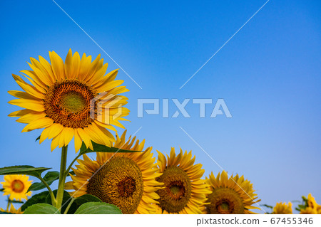 [Yamanashi Prefecture] Sunflower in Akeno Blue sky background 67455346