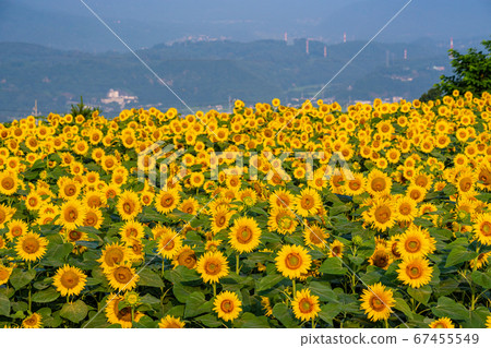 [Yamanashi] Akeno's sunflower townscape, Yamanami back 67455549