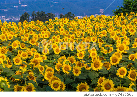 [Yamanashi] Akeno's sunflower townscape, Yamanami back 67455563