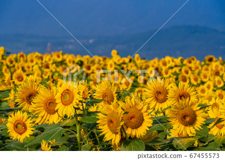 [Yamanashi] Akeno's sunflower townscape, Yamanami back 67455573