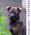 puppy 67455640