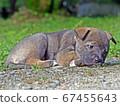 puppy 67455643