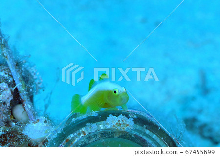 Nakamoto Irowake goby Nakamoto Irowake goby 67455699