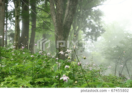 Astragalus japonica surrounded by fog Astragalus japonica surrounded by fog 67455802
