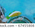 Nakamoto Irowake goby 67455808