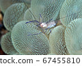 Bubble Coral Shrimp 67455810