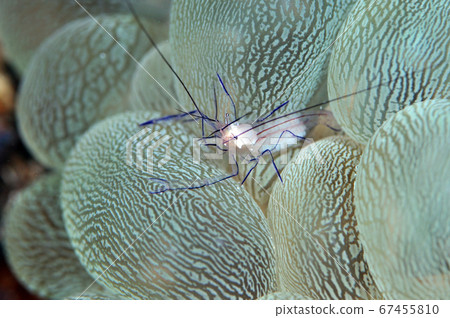 Bubble Coral Shrimp 67455810