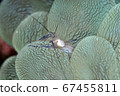 Bubble Coral Shrimp 67455811