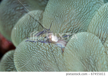 泡泡珊瑚蝦 泡泡珊瑚蝦 67455811