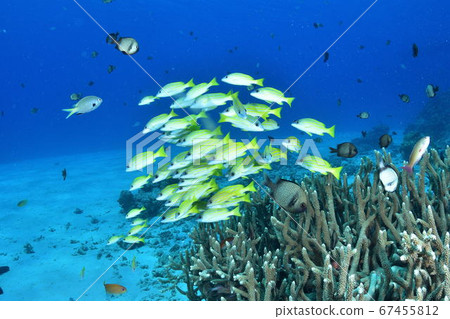 Red snapper 67455812