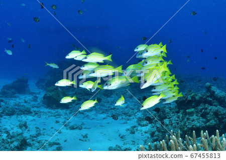 Red snapper Red snapper 67455813