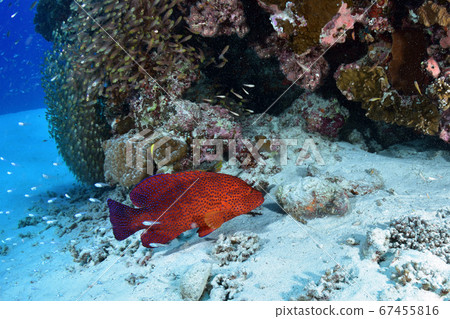 Yukatahata and Onidarumakoze 67455816