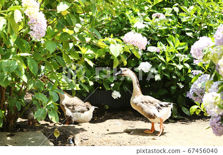 鵝和繡球 鵝和繡球 67456040