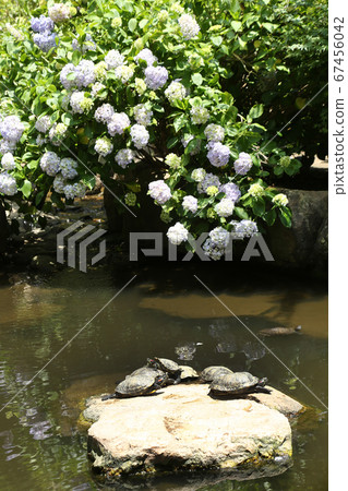 龜殼乾和繡球花 67456042