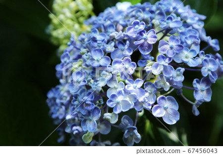 Uzu蜂蜜花 Uzu蜂蜜花 67456043