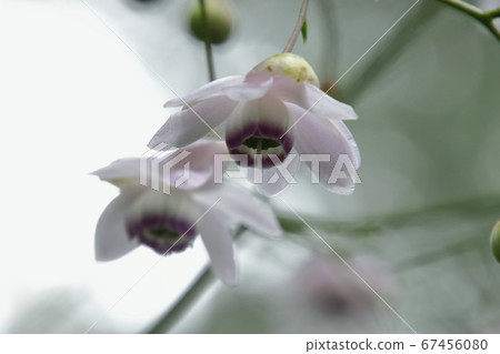 Astragalus japonica surrounded by fog Astragalus japonica surrounded by fog 67456080