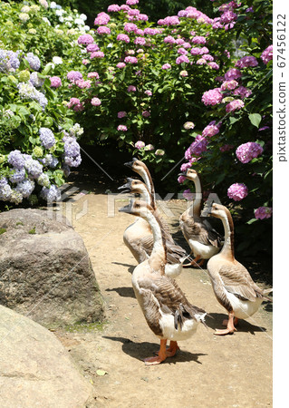 Hydrangea flower 67456122