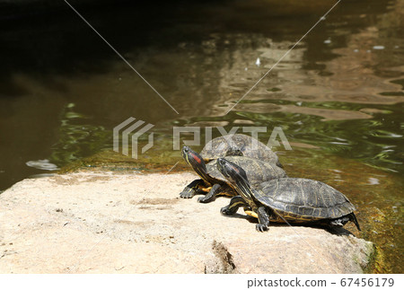 Turtle shell drying 67456179