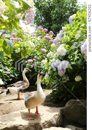 Hydrangea Garden Synagogue 67456201