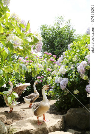 繡球花園猶太教堂 繡球花園猶太教堂 67456205
