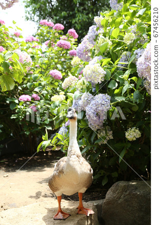 繡球花園猶太教堂 繡球花園猶太教堂 67456210