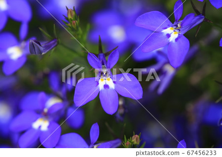 Flowers 67456233