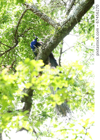 孔雀在樹上 孔雀在樹上 67456270