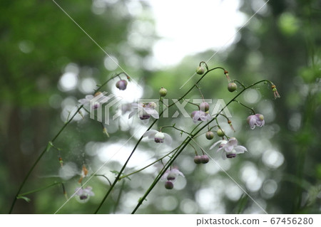 黃芪被霧包圍 67456280