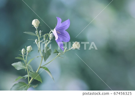 The seven herbs of the autumn bellflower 67456325