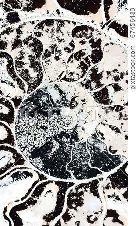 Ammonite 67456483