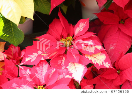  一品紅花 67456566