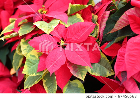  Poinsettia flowers 67456568