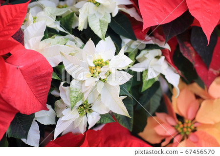  Poinsettia flowers 67456570