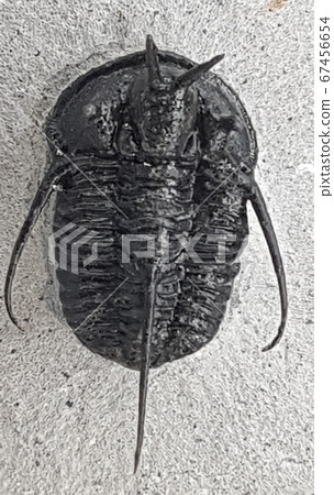 Trilobite 67456654