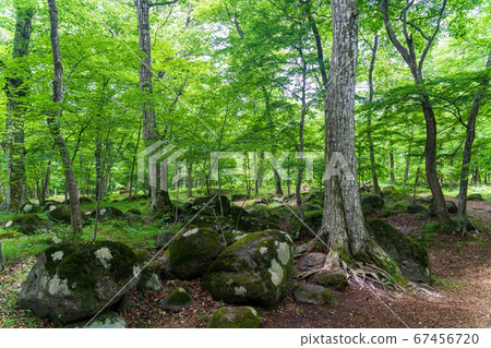 Fukushima City, Fukushima Prefecture Fukushima City, Fukushima Prefecture 67456720