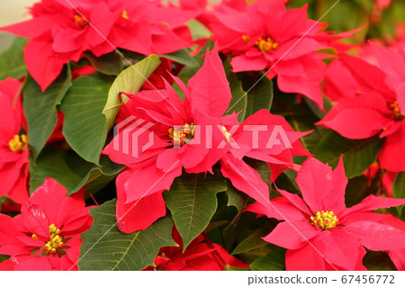  Poinsettia flowers 67456772