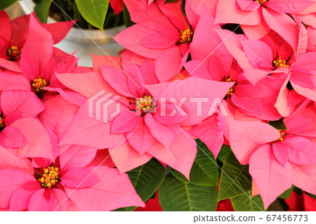  Poinsettia flowers 67456773
