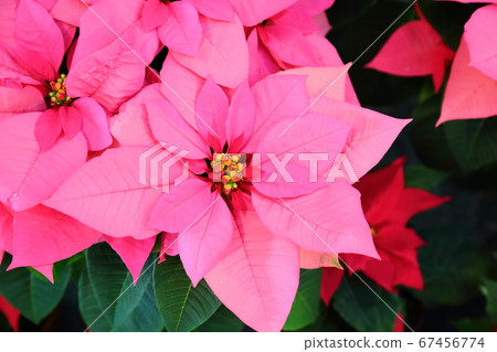  Poinsettia flowers 67456774